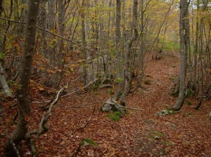Bosque con covertura natural del suelo